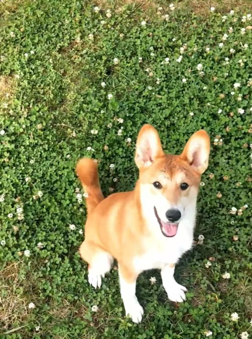 黄狗白面，纯种